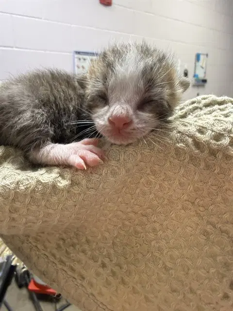 Perry - Domestic Short Hair