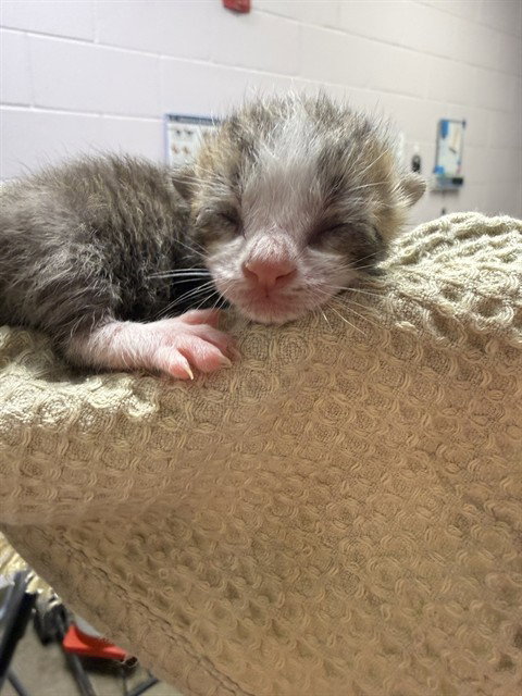 PERRY, a cat for adoption from City of Jacksonville - Animal Care and Control Center