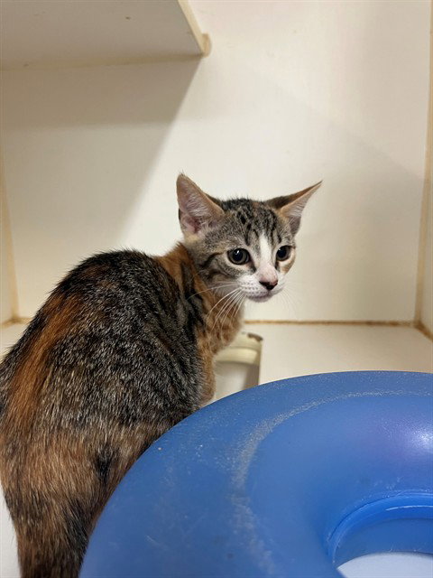 NESTA, a cat for adoption from City of Jacksonville - Animal Care and Control Center