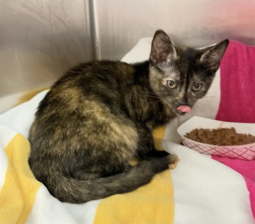OCTOBER, a cat for adoption from City of Jacksonville - Animal Care and Control Center