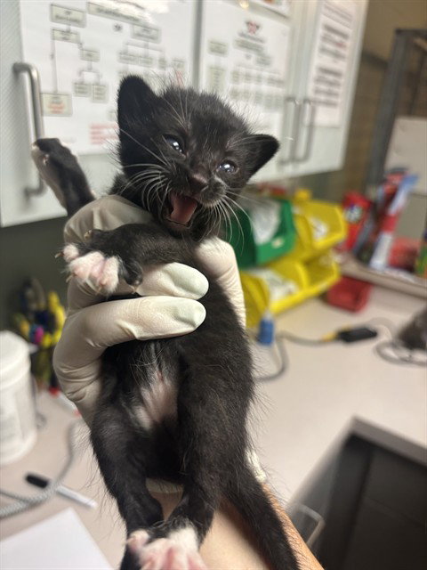 JELLY BEAN, a cat for adoption from City of Jacksonville - Animal Care and Control Center