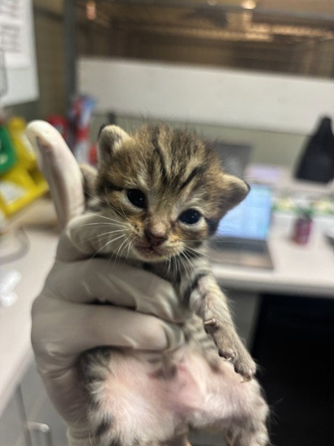 SNICKERS, a cat for adoption from City of Jacksonville - Animal Care and Control Center