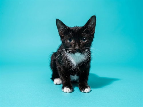 ANKH, a cat for adoption from City of Jacksonville - Animal Care and Control Center