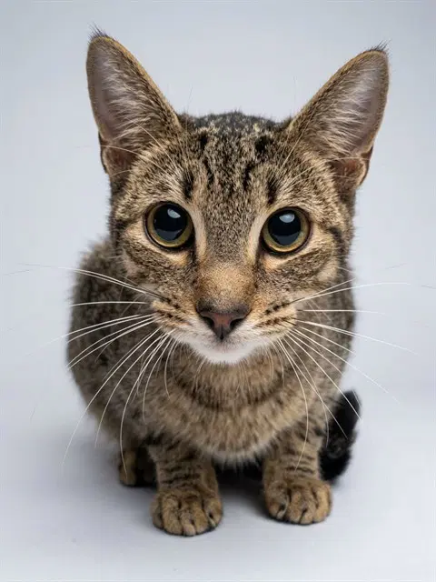 Kora - Domestic Short Hair