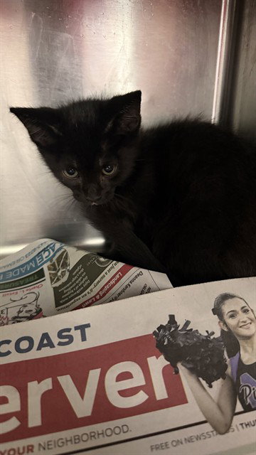 ARUGULA, a cat for adoption from City of Jacksonville - Animal Care and Control Center