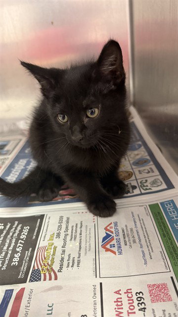 ASPARAGUS, a cat for adoption from City of Jacksonville - Animal Care and Control Center
