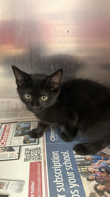 AOVCADO, a cat for adoption from City of Jacksonville - Animal Care and Control Center