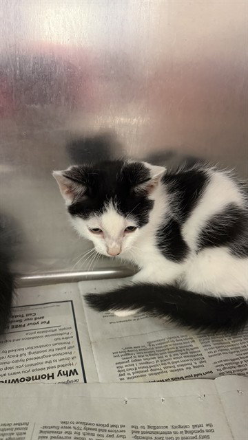 ACORN SQUASH, a cat for adoption from City of Jacksonville - Animal Care and Control Center