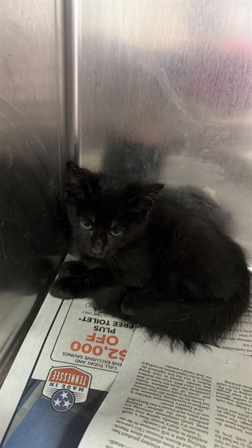 APPLE PIE, a cat for adoption from City of Jacksonville - Animal Care and Control Center