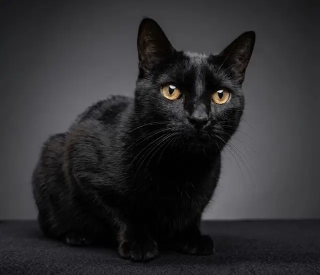 Ninja - Domestic Medium Hair