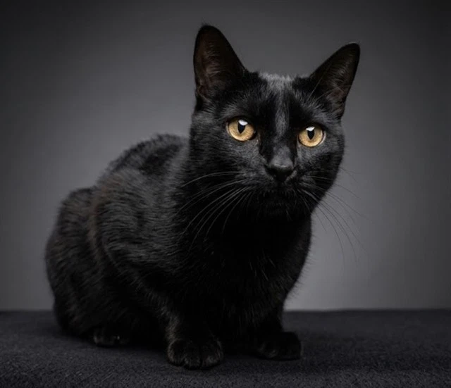 Ninja