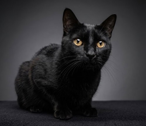NINJA, a cat for adoption from City of Jacksonville - Animal Care and Control Center