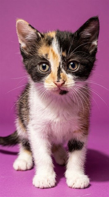 RUDIE, a cat for adoption from City of Jacksonville - Animal Care and Control Center