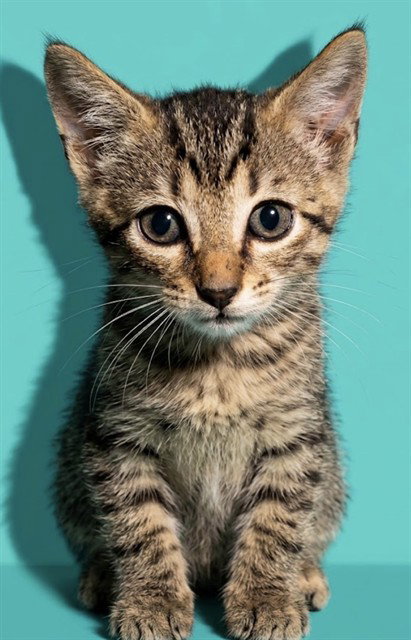 JAMI, a cat for adoption from City of Jacksonville - Animal Care and Control Center