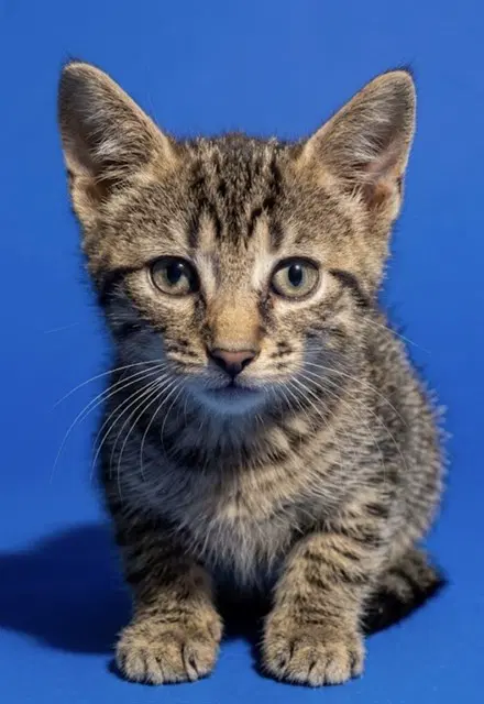 Deva - Domestic Short Hair