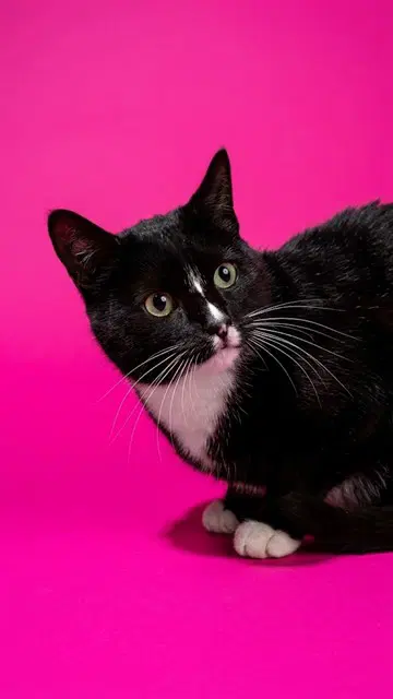 Laundry Matt - Domestic Short Hair