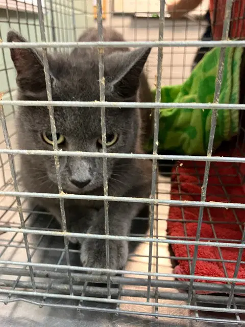 Anastasia - Domestic Short Hair