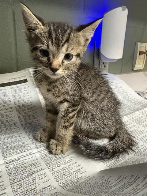 Aesop - Domestic Short Hair
