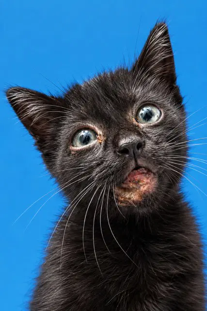 Flora - Domestic Short Hair