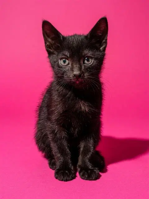 Edamame - Domestic Short Hair