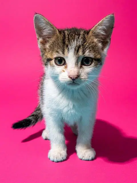 Enoki - Domestic Short Hair