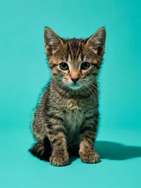 Eddo - Domestic Short Hair