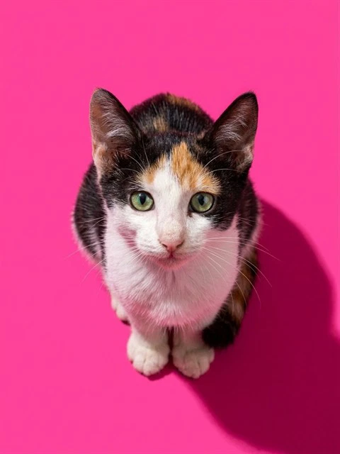 Clementine