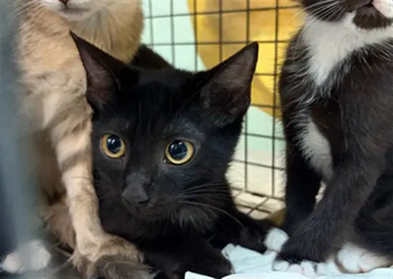 Frankie - Domestic Medium Hair