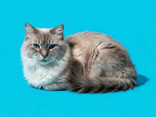 Opal - Domestic Long Hair