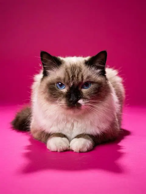 Jerry - Domestic Long Hair