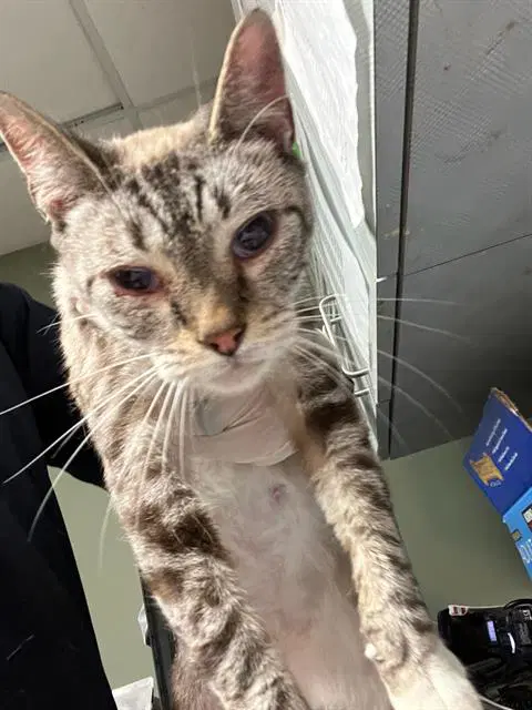 Oedipus - Domestic Short Hair