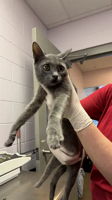 Jilly - Domestic Short Hair