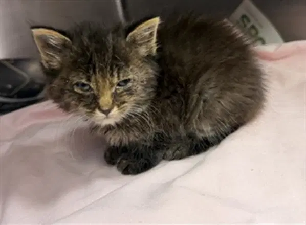 First Lt - Domestic Medium Hair