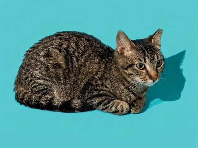 Winks - Domestic Short Hair
