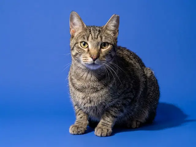 Cleo - Domestic Short Hair
