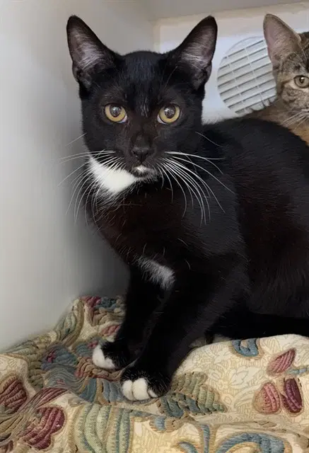 Mittens - Domestic Short Hair