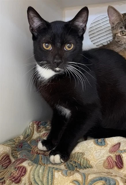 Mittens