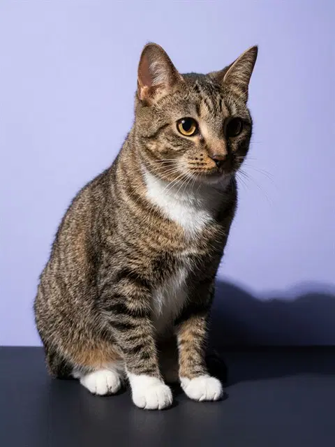 Kait - Domestic Short Hair