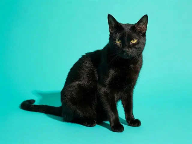 Snorlax - Domestic Short Hair