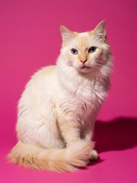 Wyatt - Domestic Long Hair