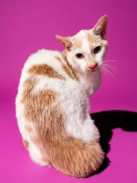 Cappucino - Domestic Short Hair