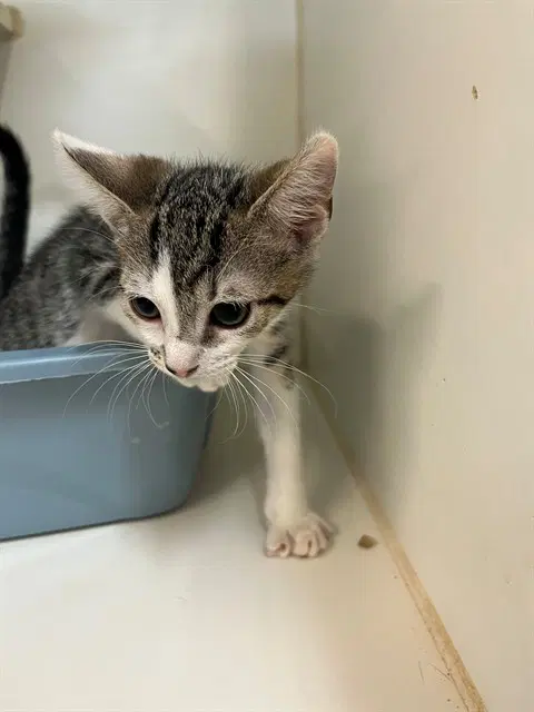 Azriel - Domestic Short Hair