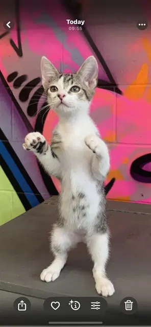 Azriel - Domestic Short Hair