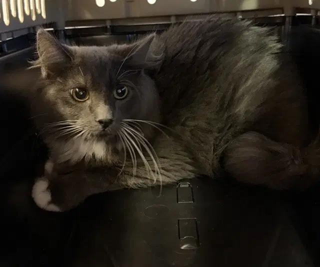 Bob - Domestic Long Hair