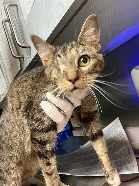Marble - Domestic Short Hair