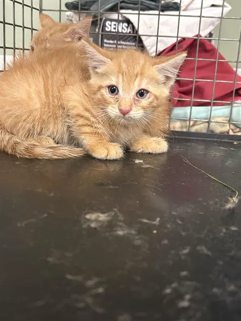 Filly - Domestic Short Hair