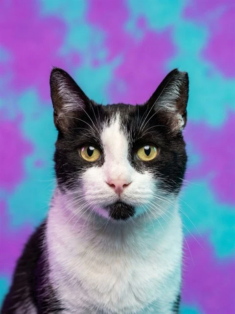 Sweet Peez