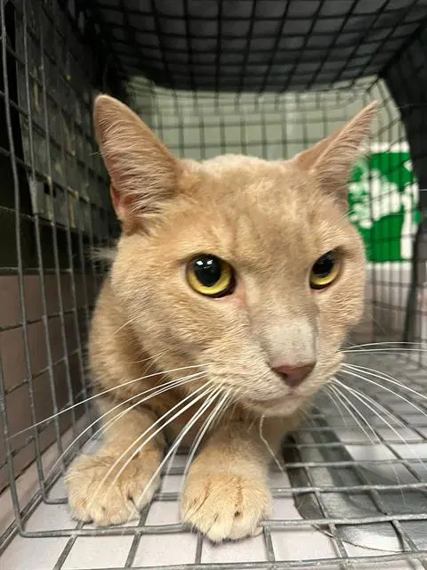 Otto - Domestic Short Hair