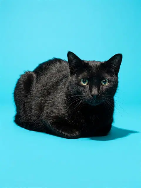 Veronica - Domestic Medium Hair
