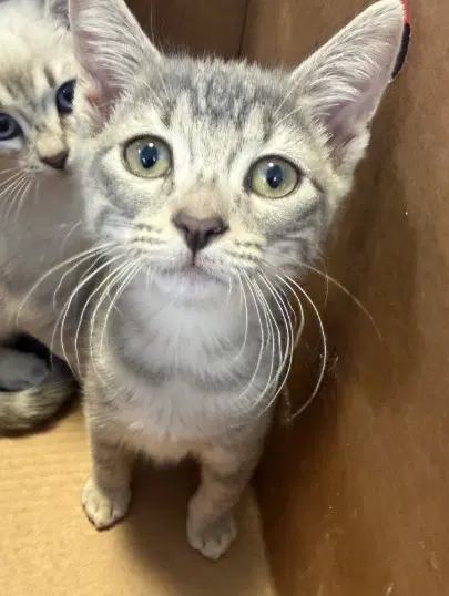 Foxie - Domestic Medium Hair
